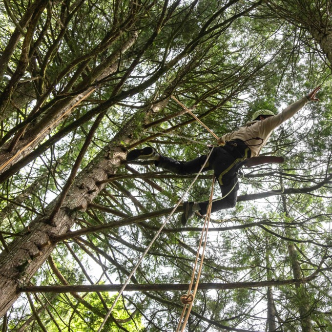 Entre les branches
